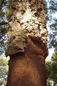 Funky Cork Bark on a Tree in Corsica Journal