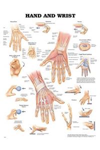 Hand and Wrist Anatomical Chart