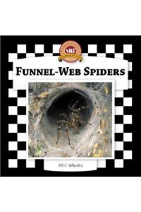 Funnel-Web Spiders