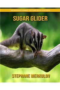 Sugar Glider