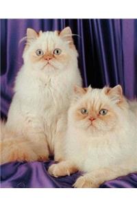 School Composition Book Two White Cats Photo 130 Pages