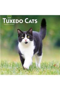 Tuxedo Cats 2020 Square Wall Calendar
