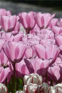 Tulip Notebook