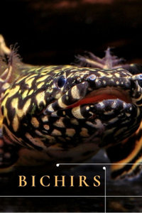 Bichirs