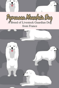 Pyrenean Mountain Dog