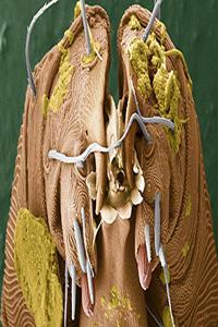 Arachnid School Composition Book Mite Close Up Science Arachnology
