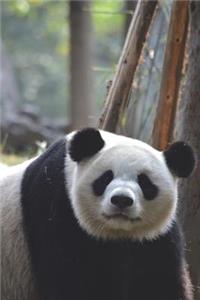 Say Hello to the Giant Panda Journal