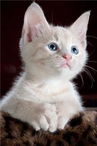 Cream Colored Kitten with Blue Eyes Journal