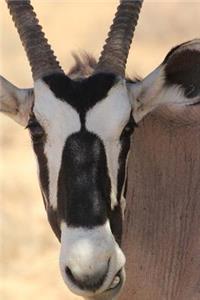 Gemsbok African Antelope of the Kalahari Desert Journal