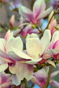 Pink and White Magnolia Tree Flower Bloom Journal