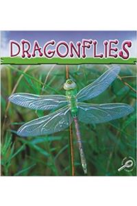 Dragonflies