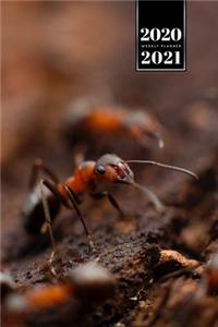 Ant Insect Myrmecology Week Planner Weekly Organizer Calendar 2020 / 2021 - Small Colony