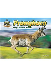 Pronghorn