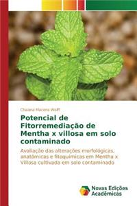 Potencial de Fitorremediação de Mentha x villosa em solo contaminado