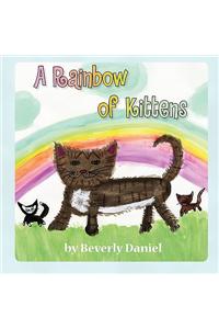 A Rainbow of Kittens