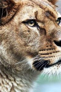 MindBlowing Cute Big Cats Journal 17