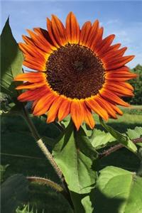 Red Sunflower (Helianthus annus) Flower Journal
