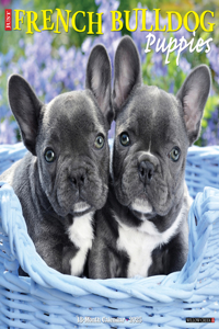 French Bulldog Puppies 2026 12 X 12 Wall Calendar