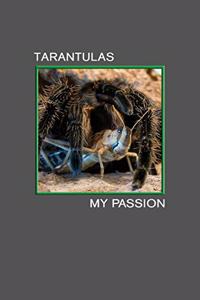 Tarantulas my Passion
