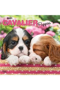 Cavalier King Charles Spaniel Puppies 2021 Square