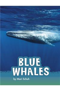 Blue Whales