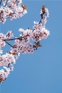 Pink Cherry Blossoms in the Blue Sky