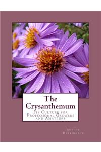 Crysanthemum