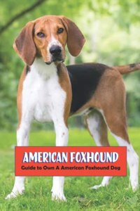 American Foxhound