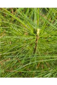 School Composition Book Spring Pine Needles Evergreen