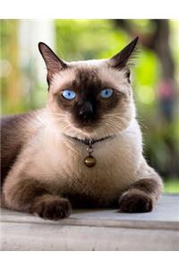 Siamese