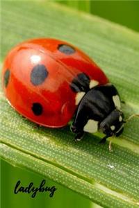 Ladybug