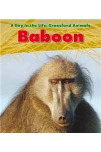 Baboon