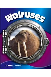 Walruses