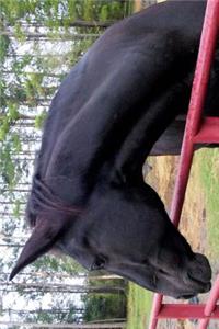 Tennessee Walking Horse Journal (Tennessee Walker)