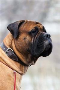 Mastiff