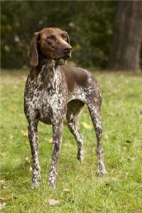 German Shorthaired Pointer