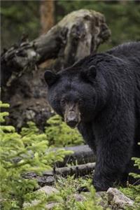 A Black Bear in Profile Wyoming USA Journal