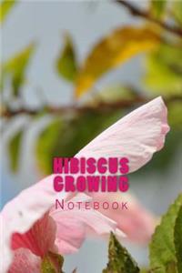 Hibiscus Growing