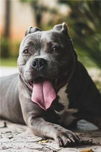 Happy Pit Bull Dog