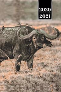 Buffalo Bison Yak Gaur Week Planner Weekly Organizer Calendar 2020 / 2021 - Slightly Dirty