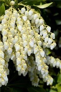 White Flowers Notebook