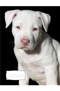 Pit Bull