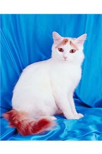 School Composition Book Pretty Kitty White Cat Photo 130 Pages
