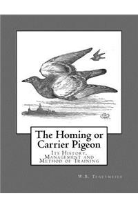 Homing or Carrier Pigeon
