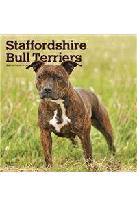 Staffordshire Bull Terriers 2021 Square Btuk