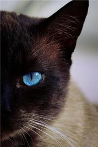 Siamese Cat is Watching You Journal