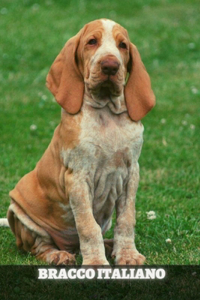 Bracco Italiano