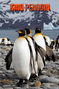 King Penguin