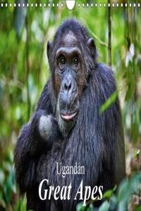 Ugandan Great Apes 2017: Photographs of Wild Chimpanzees and Mountain Gorillas (Calvendo Animals)