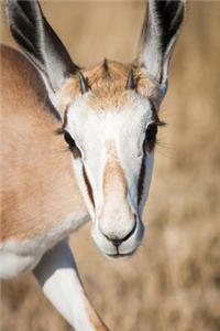 Springbok Antelope Journal